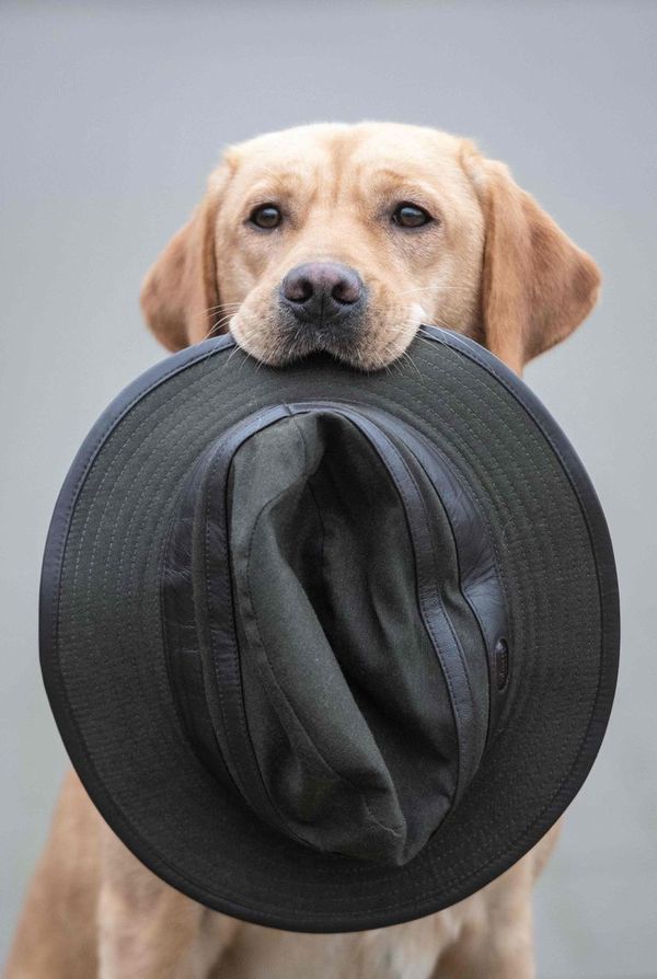 Colombia determina que animales no son sujetos de derechos - Mascotas - ABC Color