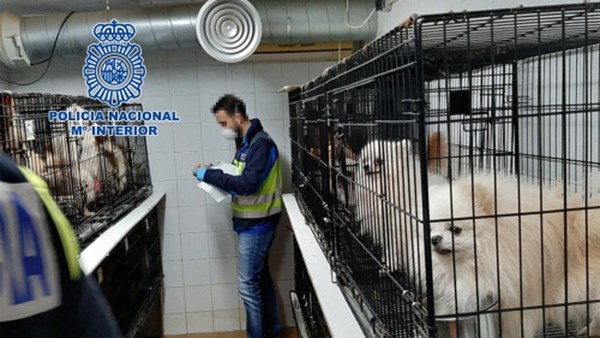 Rescatan de criaderos ilegales a 270 perros a los que les habían cortado sus cuerdas vocales para que no ladraran - ADN Paraguayo