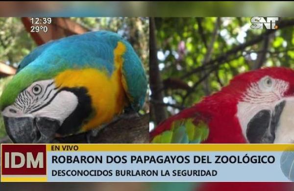 Robaron dos papagayos del Zoológico de Asunción - SNT