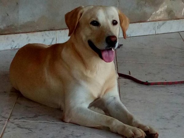 Exhortan a proteger y evitar el maltrato animal - .::RADIO NACIONAL::.