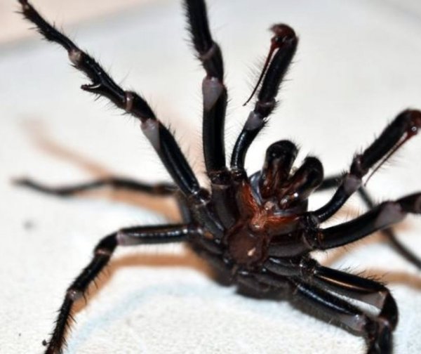Arañas mortales amenazan a Australia