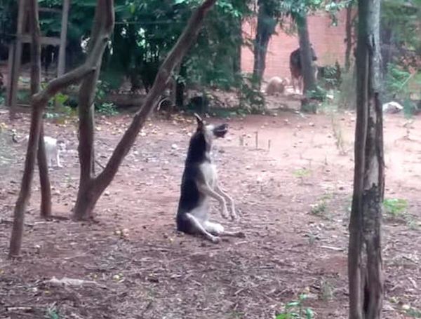 Perro murió tras ser colgado de un árbol por su dueño
