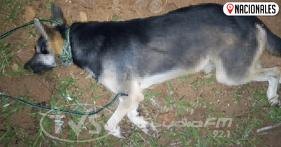 Pirayú: hombre ahorcó a su perro porque lo puso “nervioso”