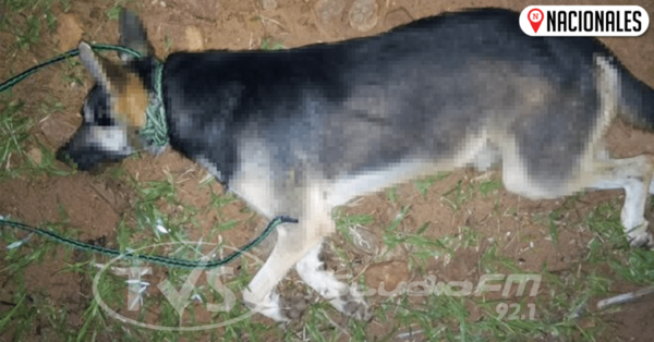 Pirayú: hombre ahorcó a su perro porque lo puso “nervioso”