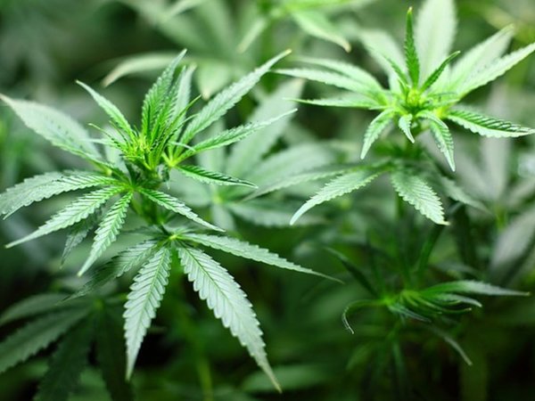 Gobierno argentino estudia despenalizar consumo de marihuana y el autocultivo