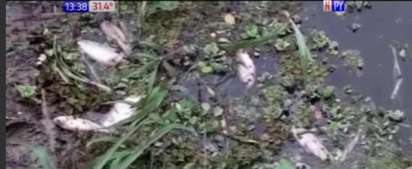 Preocupa mortandad de peces en arroyo de Carapeguá | Noticias Paraguay