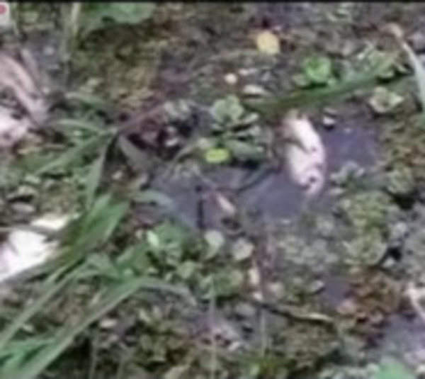 Mortandad de peces en arroyo - Paraguay.com