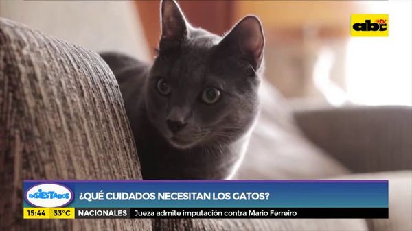¿Qué cuidados necesitan los gatos? - Ensiestados - ABC Color
