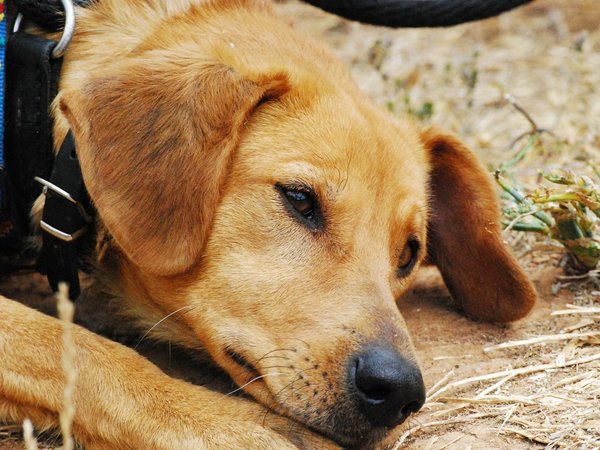 Denuncian a un hombre por ahorcar a su perro por nervios