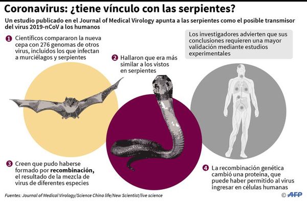 El origen de la cepa sería de murciélagos - Internacionales - ABC Color
