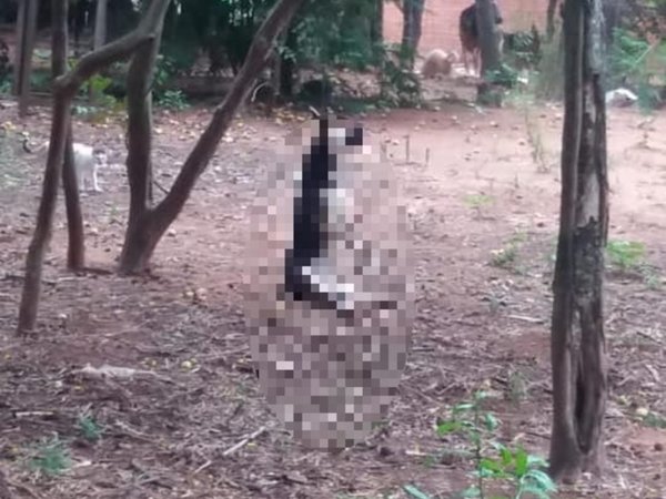 Colgó a su perro en un árbol porque lo puso nervioso