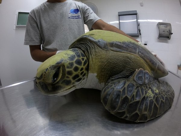 Rehabilitan en Argentina a tortuga tras defecar 13 gramos de plásticos