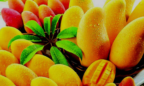 Extienden el Festival del Mango por pedido de la ciudadanía » Ñanduti