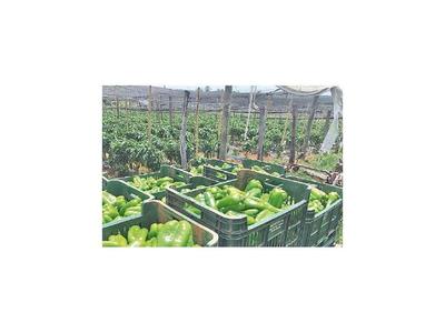 Tributación bajará a 1% retención del IRE a los productores
