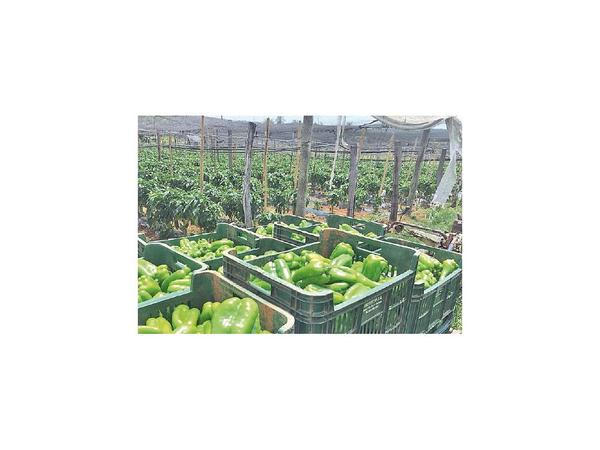 Tributación bajará a 1% retención del IRE a los productores