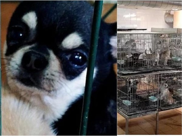 Hallan criaderos donde cortaban cuerdas vocales a perros chihuahuas
