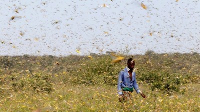 La ONU da la voz de alarma por una "voraz plaga" que amenaza a varios países - ADN Paraguayo