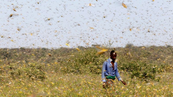La ONU da la voz de alarma por una "voraz plaga" que amenaza a varios países - ADN Paraguayo