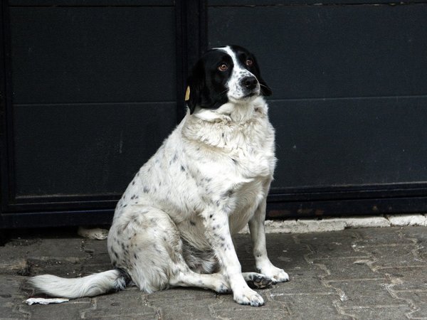 Perro callejero salta a la fama como agente de tránsito en Georgia