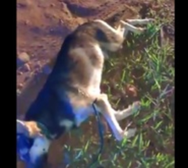 Terrible maltrato animal: Colgó a su perro porque le puso “nervioso” - Paraguay.com
