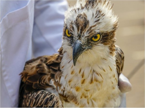 Muere águila que llegó a Kenia tras volar casi 7.000 kilómetros