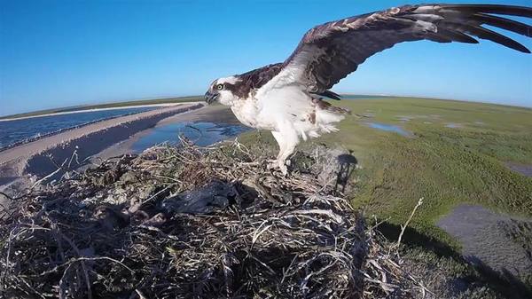 Muere el águila que llegó a Kenia tras volar 7.000 kilómetros desde Finlandia » Ñanduti