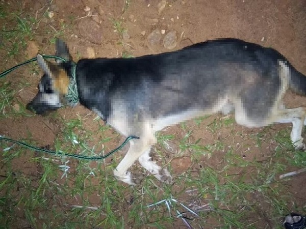 Pirayú: hombre ahorcó a su perro porque lo puso “nervioso”