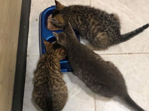 Hombre rescata a tres gatos de la nieve con un café caliente