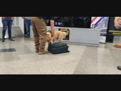 Can antidroga detecta cocaína en maletas en el Silvio Pettirossi