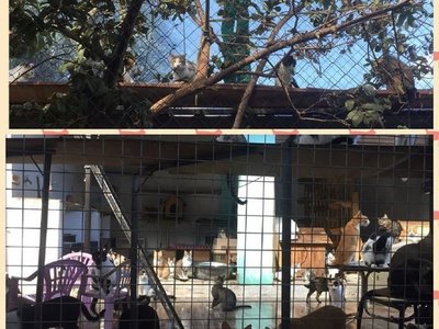 Refugio para gatos solicita ayuda de la ciudadanía