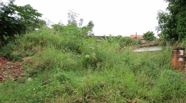 HOY / Comuna asuncena multará 'fuerte' a puercos con baldíos sucios, advierte intendente