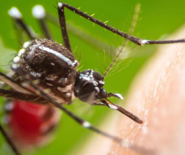 Otra muerte bajo sospecha de dengue