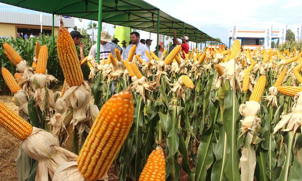 Las exportaciones de maíz se incrementaron 123% en el 2019
