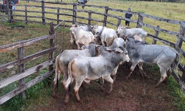 Tuit de la ONU enerva a ganaderos paraguayos