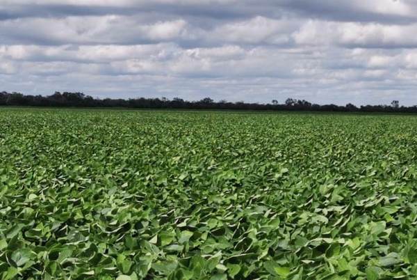 El cultivo de la soja alcanzaría en el Chaco las 48.000 hectáreas esta temporada