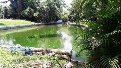 Ex balneario convertido en un gran criadero de mosquitos •