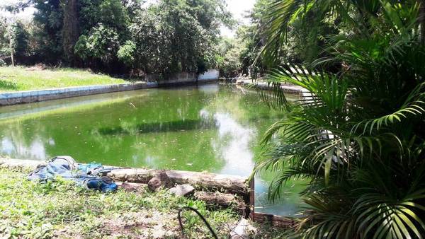 Ex balneario convertido en un gran criadero de mosquitos •