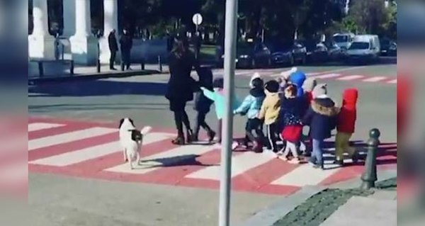 Perro callejero salta a la fama luego de ayudar a niños a cruzar la calle