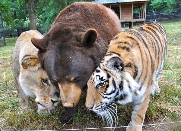 Estados Unidos: Inusual amistad entre un oso, un leon y un tigre en un refugio de animales