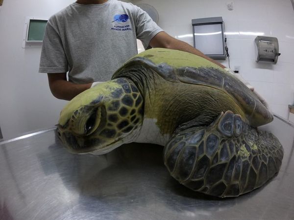 Rehabilitan a una tortuga tras defecar 13 gramos de plásticos - Mascotas - ABC Color