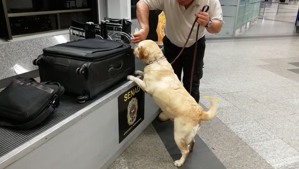 Incautaciones en Aeropuerto ocasionaron perjuicio de US$ 1,3 millones al narcotráfico | .::Agencia IP::.