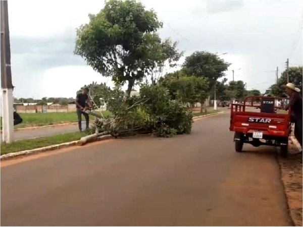 Repudian derribo de árboles en el centro de Ypejhú
