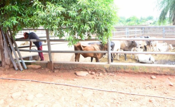 Técnicos de Gestión Ambiental verifican matadero en CDE