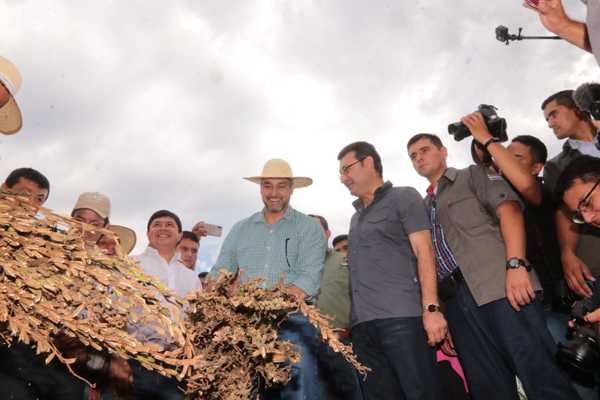 Inició cosecha de sésamo garantizando importantes ingresos a familias campesinas | .::Agencia IP::.