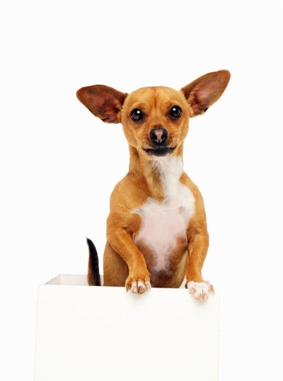 ¿Wenstein tuvo miedo de un chihuahua llamado Peanut? - Mascotas - ABC Color