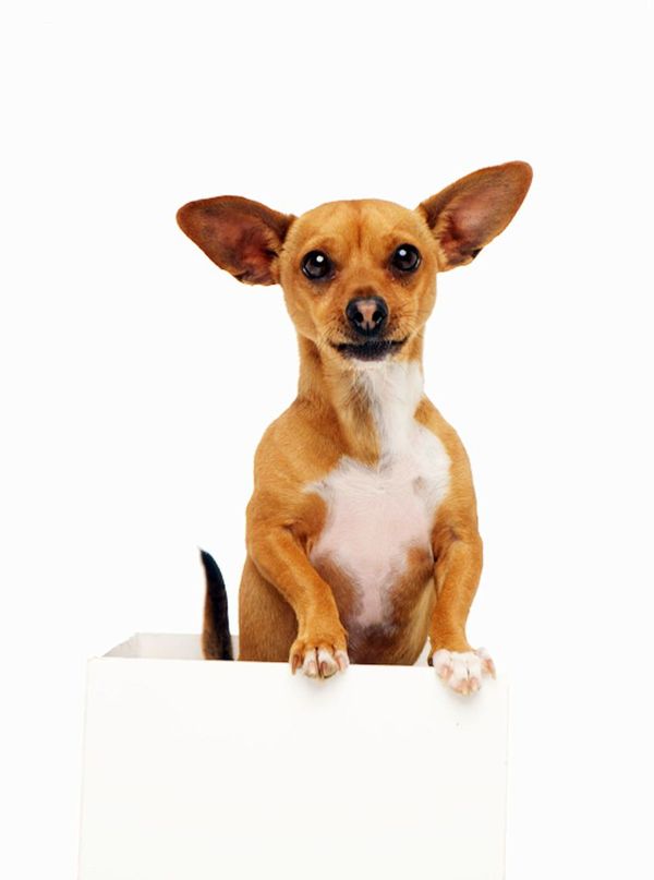 ¿Wenstein tuvo miedo de un chihuahua llamado Peanut? - Mascotas - ABC Color