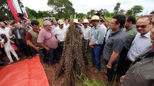 San Pedro: lanzan campaña de cosecha de sésamo con presencia de Marito