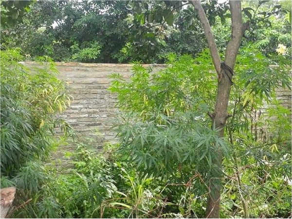 Hallan marihuana en huerta de una vivienda en Ñeembucú