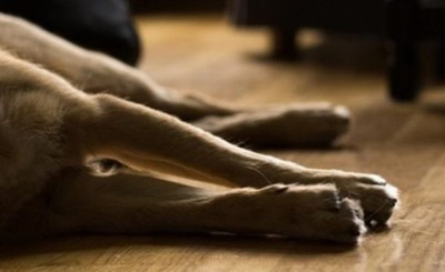 Procesan a brasileño que habría matado a tiros y machetazos a su perro