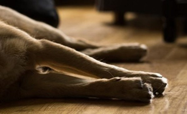 Procesan a brasileño que habría matado a tiros y machetazos a su perro